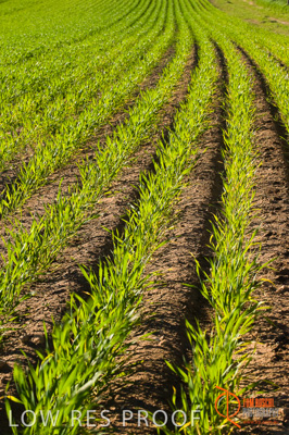 July 2009 / SA_RURAL_102__090709_SA_RURAL_051__090709_ABB_GRAIN_213_090709