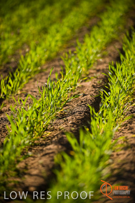 July 2009 / SA_RURAL_104__090709_SA_RURAL_053__090709_ABB_GRAIN_210_090709