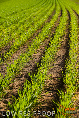 July 2009 / SA_RURAL_106__090709_ABB_GRAIN_206_090709