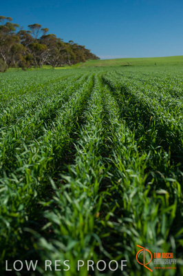 July 2009 / SA_RURAL_118__090709_ABB_GRAIN_162_090709