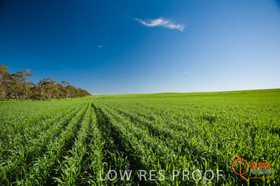 July 2009 / SA_RURAL_120__090709_SA_RURAL_066__090709_ABB_GRAIN_157_090709