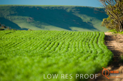 July 2009 / SA_RURAL_126__090709_SA_RURAL_071__090709_ABB_GRAIN_112_090709