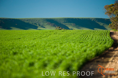 July 2009 / SA_RURAL_128__090709_ABB_GRAIN_107_090709