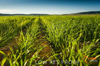 July 2009 / SA_RURAL_148__090709_ABB_GRAIN_048_090709