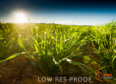 July 2009 / SA_RURAL_149__090709_ABB_GRAIN_036_090709