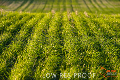 July 2009 / SA_RURAL_150__090709_ABB_GRAIN_030_090709