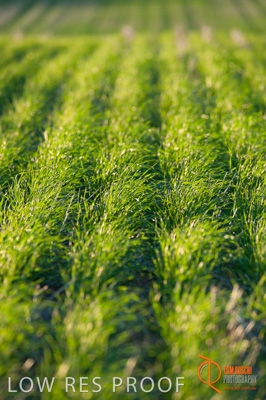 July 2009 / SA_RURAL_152__090709_ABB_GRAIN_021_090709