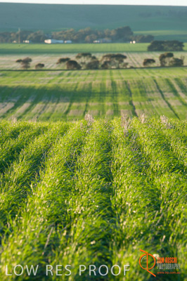 July 2009 / SA_RURAL_153__090709_ABB_GRAIN_017_090709