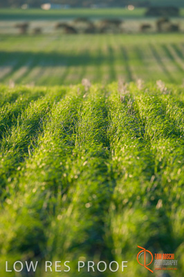 July 2009 / SA_RURAL_155__090709_ABB_GRAIN_014_090709