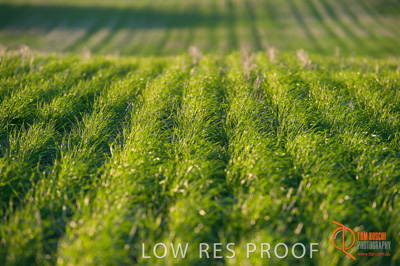 July 2009 / SA_RURAL_156__090709_ABB_GRAIN_013_090709