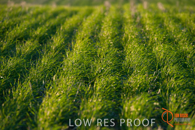 July 2009 / SA_RURAL_157__090709_ABB_GRAIN_012_090709