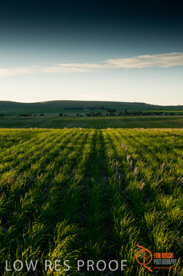 July 2009 / SA_RURAL_158__090709_ABB_GRAIN_008_090709