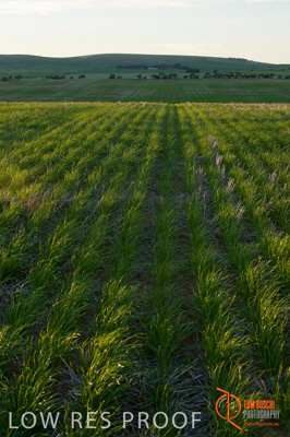 July 2009 / SA_RURAL_159__090709_ABB_GRAIN_007_090709