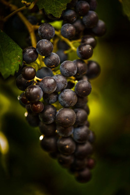 March 2009 / SA_RURAL_169__090302_Katnook_045_090302