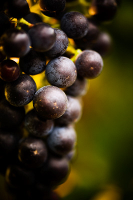 March 2009 / SA_RURAL_170__090302_Katnook_042_090302