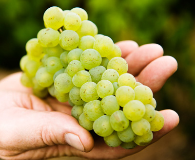 March 2009 / SA_RURAL_171__090302_Katnook_011_090302