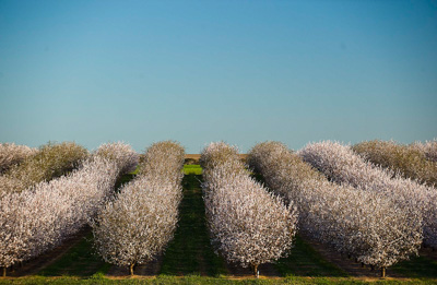 August 2008 / SA_RURAL_173__080827_Riverland_Almonds_154_080827