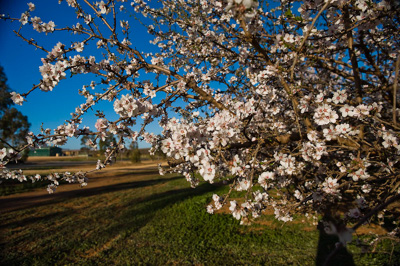 August 2008 / SA_RURAL_174__080827_Riverland_Almonds_149_080827