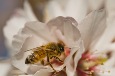 August 2008 / SA_RURAL_175__080827_Riverland_Almonds_140_080827