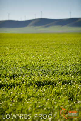 July 2008 / SA_RURAL_184__080708_SA_RURAL_097__080708_ABB_GRAIN_172_080708