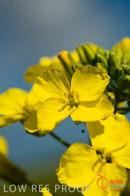 August 2007 / SA_RURAL_190__070803_ABB_GRAIN_586_070803