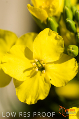 August 2007 / SA_RURAL_191__070803_ABB_GRAIN_581_070803