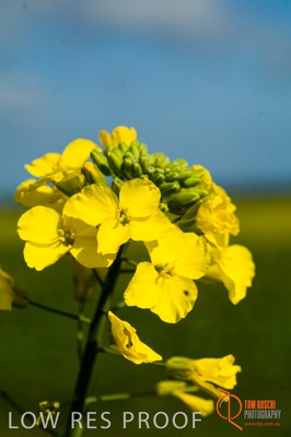 August 2007 / SA_RURAL_193__070803_ABB_GRAIN_578_070803