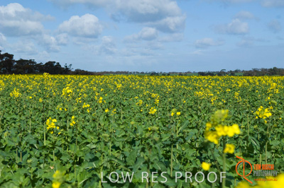August 2007 / SA_RURAL_195__070803_ABB_GRAIN_575_070803