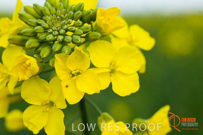 August 2007 / SA_RURAL_198__070803_ABB_GRAIN_571_070803