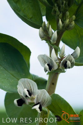 August 2007 / SA_RURAL_199__070803_ABB_GRAIN_372_070803