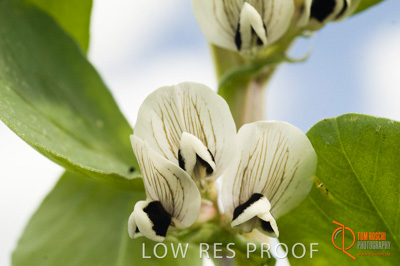 August 2007 / SA_RURAL_201__070803_ABB_GRAIN_361_070803