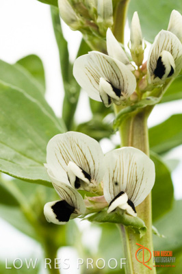 August 2007 / SA_RURAL_202__070803_ABB_GRAIN_353_070803