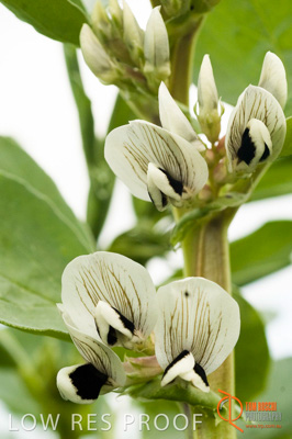 August 2007 / SA_RURAL_203__070803_ABB_GRAIN_351_070803