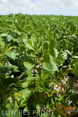 August 2007 / SA_RURAL_205__070803_ABB_GRAIN_345_070803