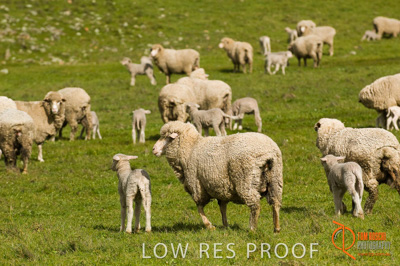 August 2007 / SA_RURAL_208__070803_ABB_GRAIN_257_070803