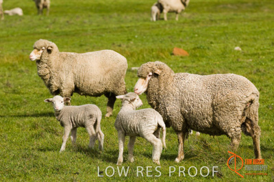 August 2007 / SA_RURAL_210__070803_ABB_GRAIN_255_070803