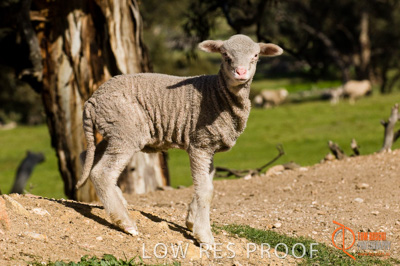 August 2007 / SA_RURAL_212__070803_ABB_GRAIN_235_070803