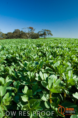 August 2007 / SA_RURAL_213__070803_ABB_GRAIN_211_070803
