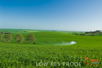 August 2007 / SA_RURAL_217__070803_ABB_GRAIN_196_070803