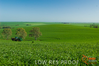 August 2007 / SA_RURAL_219__070803_ABB_GRAIN_192_070803