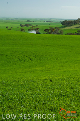 August 2007 / SA_RURAL_220__070803_ABB_GRAIN_184_070803