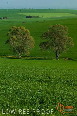 August 2007 / SA_RURAL_221__070803_ABB_GRAIN_183_070803
