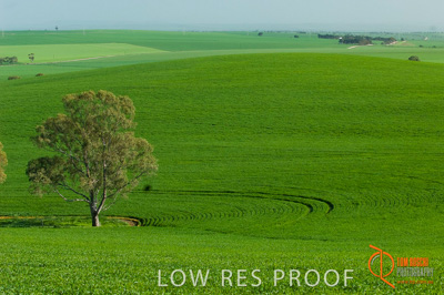 August 2007 / SA_RURAL_223__070803_ABB_GRAIN_181_070803