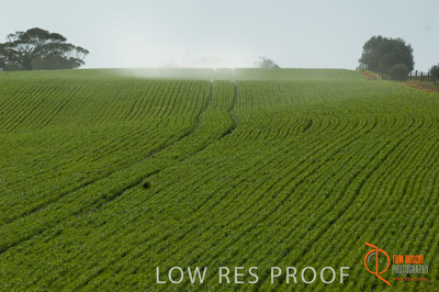 August 2007 / SA_RURAL_224__070803_ABB_GRAIN_176_070803