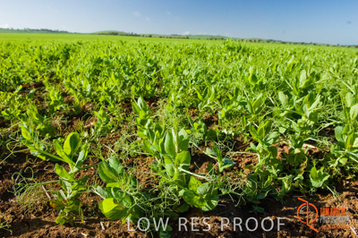 August 2007 / SA_RURAL_226__070803_ABB_GRAIN_169_070803