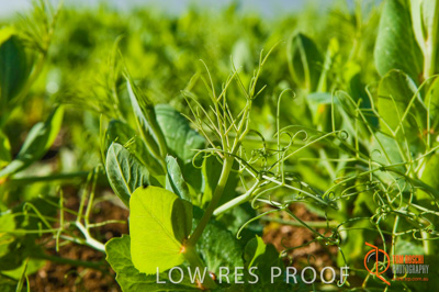 August 2007 / SA_RURAL_229__070803_ABB_GRAIN_164_070803