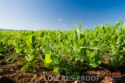 August 2007 / SA_RURAL_230__070803_ABB_GRAIN_163_070803