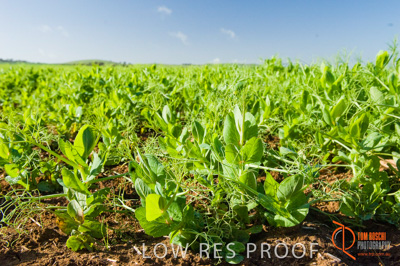 August 2007 / SA_RURAL_231__070803_ABB_GRAIN_162_070803