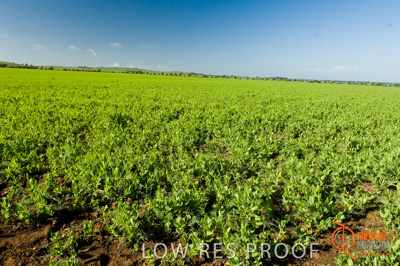 August 2007 / SA_RURAL_232__070803_ABB_GRAIN_159_070803