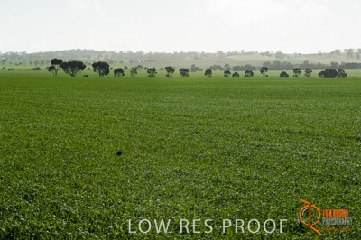 August 2007 / SA_RURAL_233__070803_ABB_GRAIN_158_070803